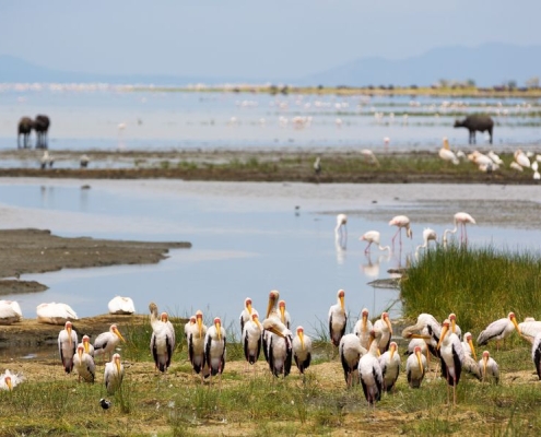 Lake Manyara National Park features an incredible number of different bird spcies