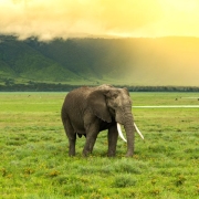 A male elpehant during sunset in the main crater of Ngorongoro Conservation area