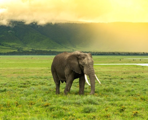 A male elpehant during sunset in the main crater of Ngorongoro Conservation area