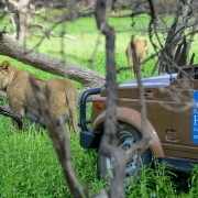 A Beach & Safari Holidays Safari car on a game drive in the Selous Game Reserve with a lioness nearby