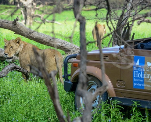 A Beach & Safari Holidays Safari car on a game drive in the Selous Game Reserve with a lioness nearby