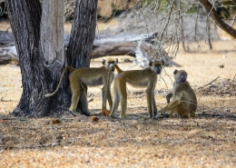 Selous Game Reserves features many different monkey species