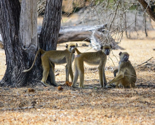Selous Game Reserves features many different monkey species