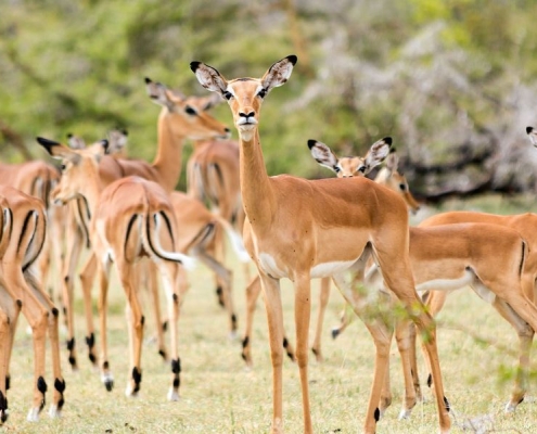 A group of Thomson's gazelle in the Serengeti National Park