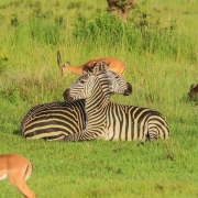 2 Zebras resting in the Serengeti