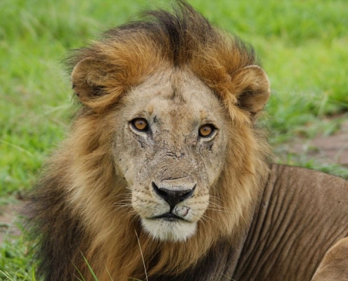 A portrait of an old male lion with many battle scars
