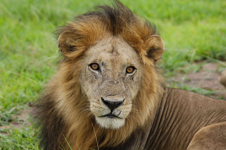 A portrait of an old male lion with many battle scars
