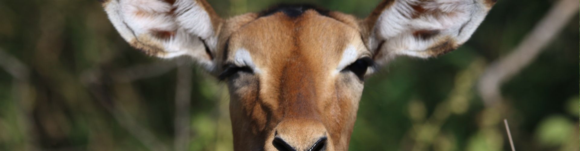 A picture of one of the many antelope species in Tanzania