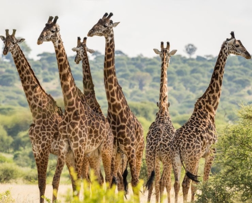 A fantastic snapshot of a group of giraffes in the Tarangire National Park