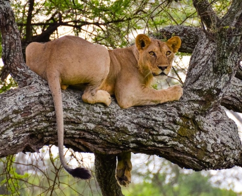 A lioness resting on an acacia tree, Lake Manyara National Park