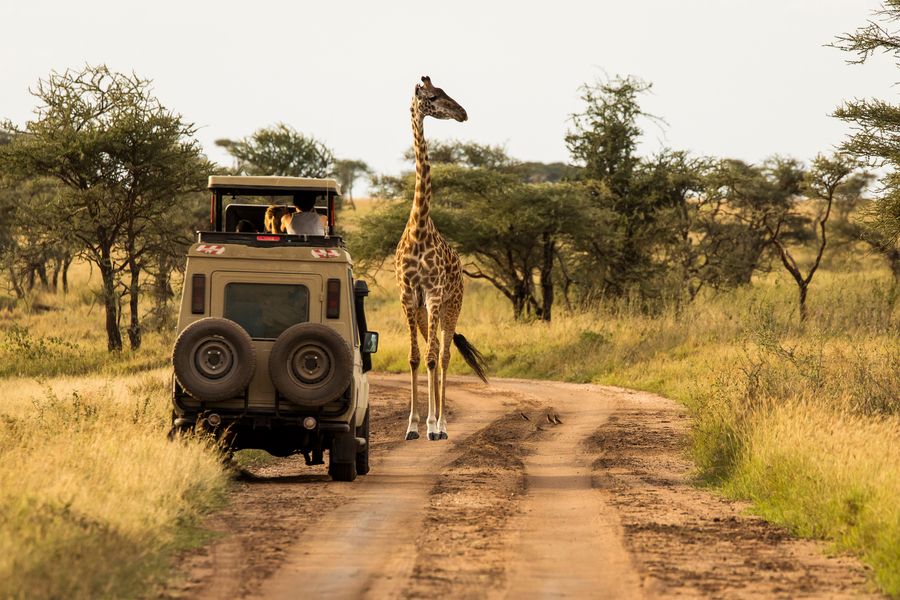 Giraffes always have right of way in Tanzania!