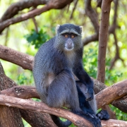 There are many different species of monkeys to be discovered in Lake Manyara National Park