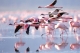 Lesser Flamingos in the shallow waters of Lake Natron