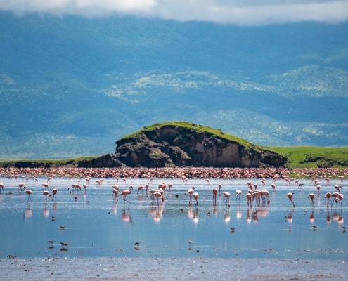 Flamingos feeding on the specialised algae of Lake Natron