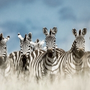 A group of zebras in the Tarangire National Park