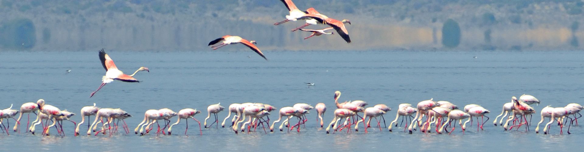 Lake Natron is the most important breeding habitat for lesser flamingos in the world