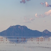 Lesser Flamingo feeding in Lake Natron