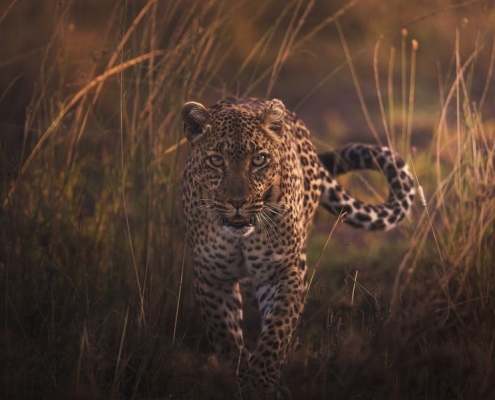 Leopards are elusive hunters that can blend into their surrounding environment