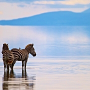 2 Zebras standing in shallow waters of Lake Manyara