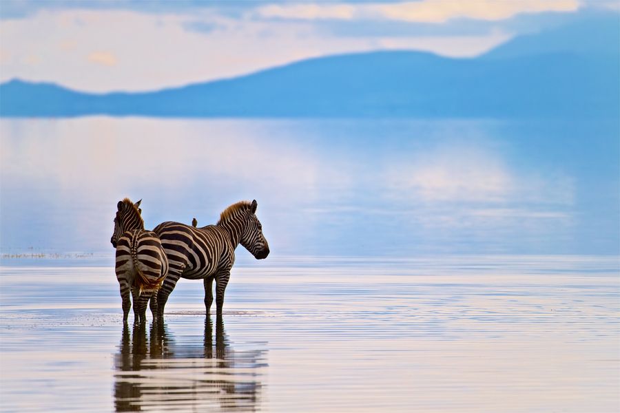 2 Zebras standing in shallow waters of Lake Manyara