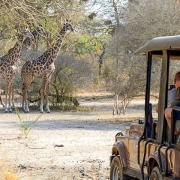 A Beach & Safari Holidays Safari truck in Selous Game Reserve with giraffes in the background