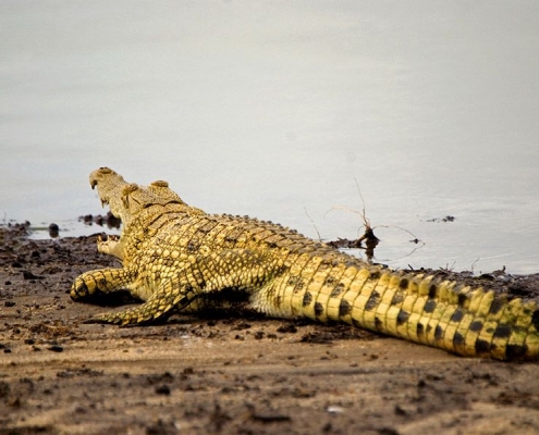 A Nile crocodile in Rufji River, Selous Game Reserve