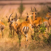 A group of Thomson's gazelles in Selous Game Reserve