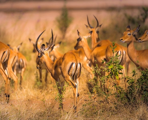 A group of Thomson's gazelles in Selous Game Reserve