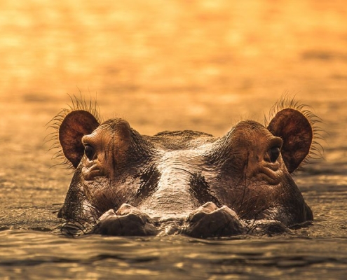 A close up picture of a Hippo swimming in Rufji river, Nyrere National Park