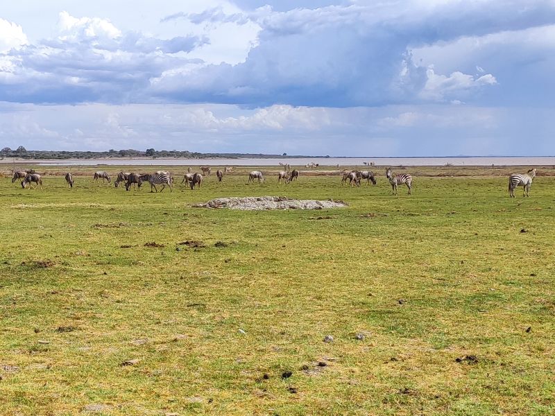 The view from the restaurant of AS Lake Manyara Lodge with wildebeests and zebras enjoying the green pastures