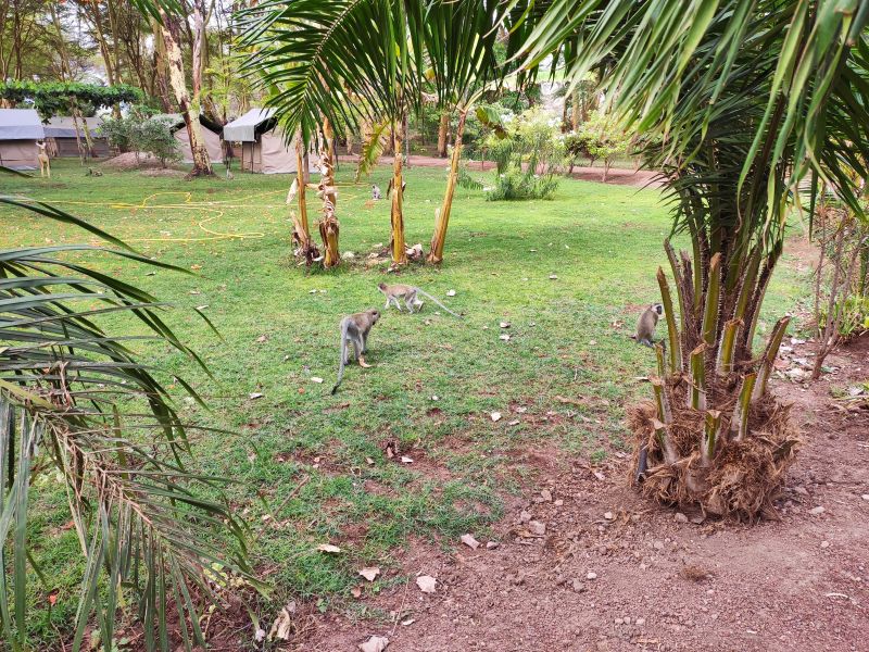 You can observe different types of monkeys species roaming the premises of You can observe different types of monkey species roaming the premises of Africa Safari Lake Manyara LodgeAfrica Safari Lake Manyara Lodge
