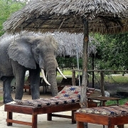 An elphant paying a visit to the pool area of the Africa Safari Selous Lodge