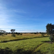 Enjoy the amazing views of the Serengeti plains from your private veranda in the Africa Safari Serengeti Ikoma Lodge
