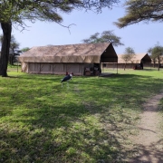 The semi permanent tents of Africa Safari South Serengeti Lodge