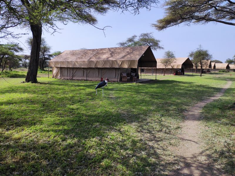 The semi permanent tents of Africa Safari South Serengeti Lodge