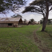 The tents of Africa Safari South Serengeti lodge are well seperated for good privacy