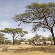 A picture of the Africa Safari South Serengeti Lodge premises during dry season