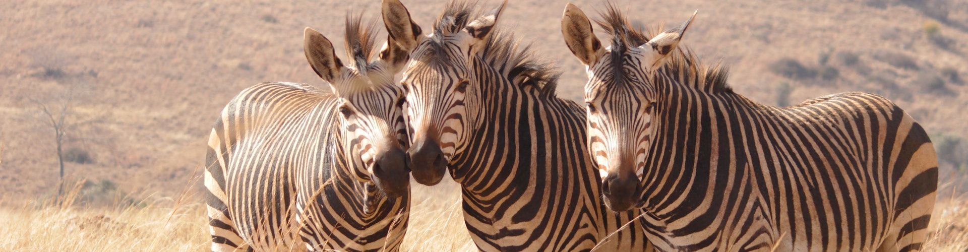 3 Zebras next to each other in of Tanzanias stunning national parks
