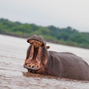 A hippo in Tanzania with with an open mouth