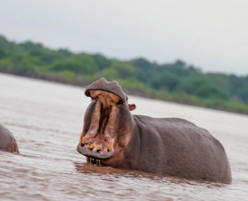 A hippo in Tanzania with with an open mouth