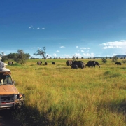 A group of Safari guests observe elephants in Mikumi National Park