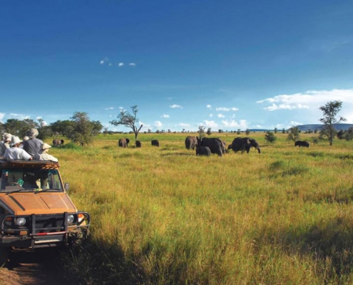 A group of Safari guests observe elephants in Mikumi National Park