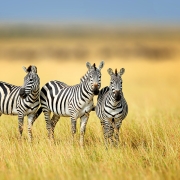 3 Zebras in Mikumi National Park