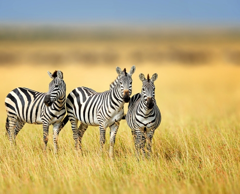 3 Zebras in Mikumi National Park