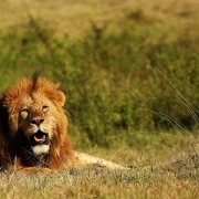 A majestic male lion resting in Selous Game Reserve