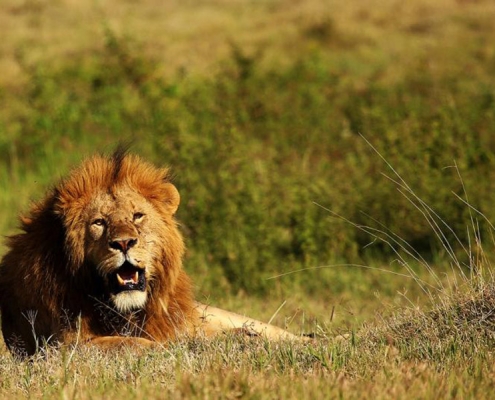 A majestic male lion resting in Selous Game Reserve