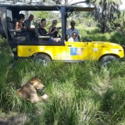 An open Safari car with a female lion lying in the gras in Selous Game Reserve