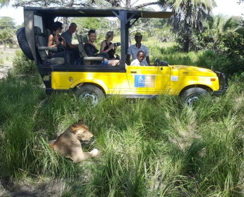 An open Safari car with a female lion lying in the gras in Selous Game Reserve