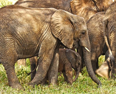 A group of Elephants passing by in Selous Game Reserve