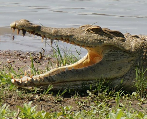 A nile crocodile on the bank of Rufiji River, Selous Game Reserve (Nyerere National Park)